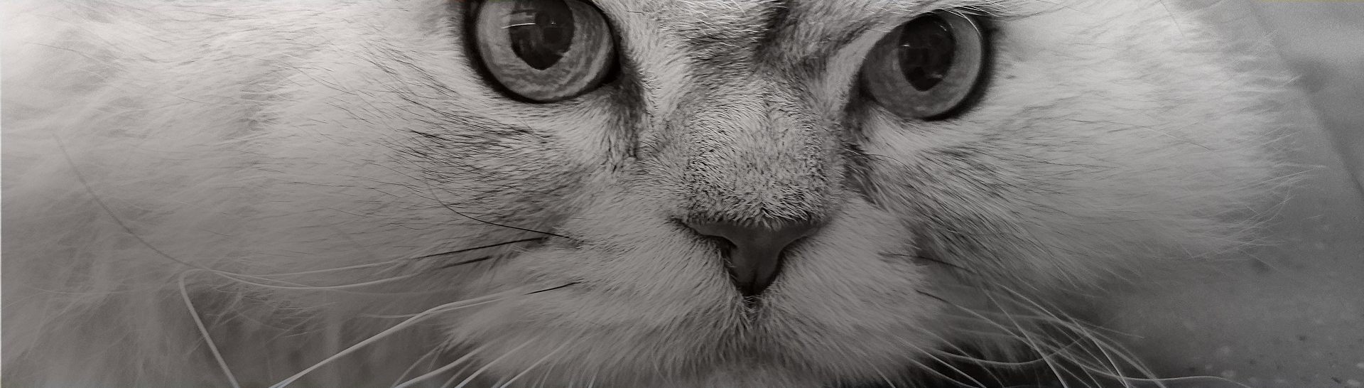 NEL Feline Medical Center